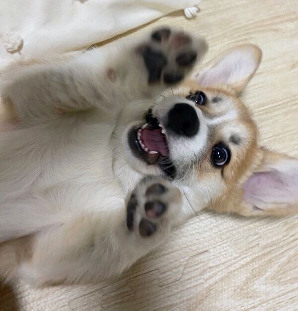 寝っ転がるコパンちゃん