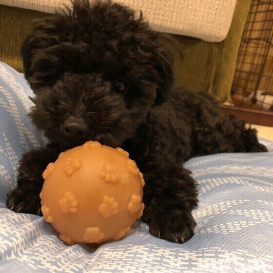 ボールで遊ぶトイ・プードル