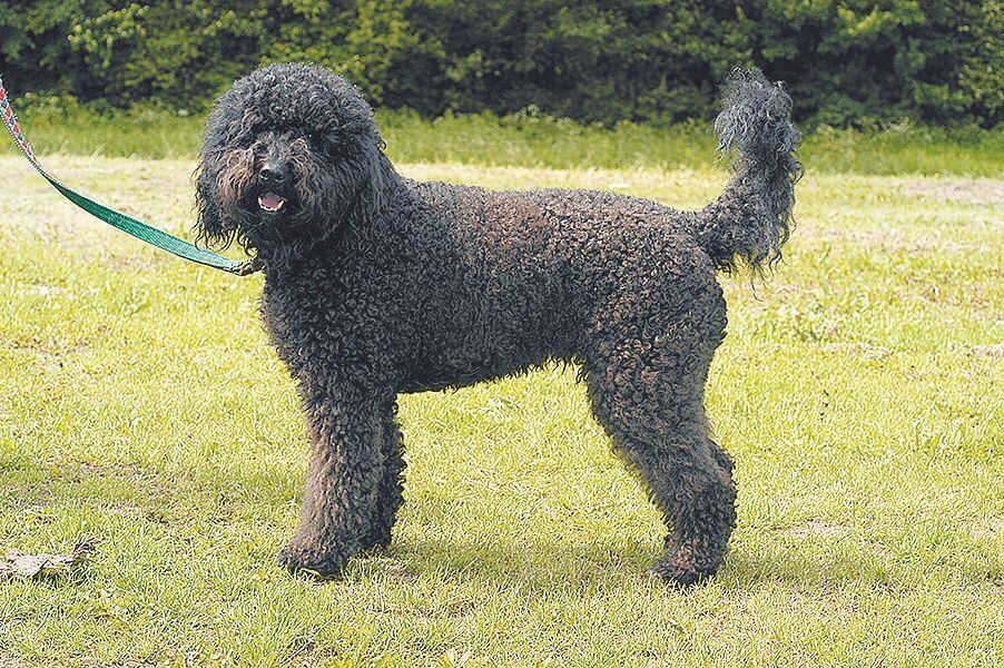 フレンチ・ウォーター・ドッグ