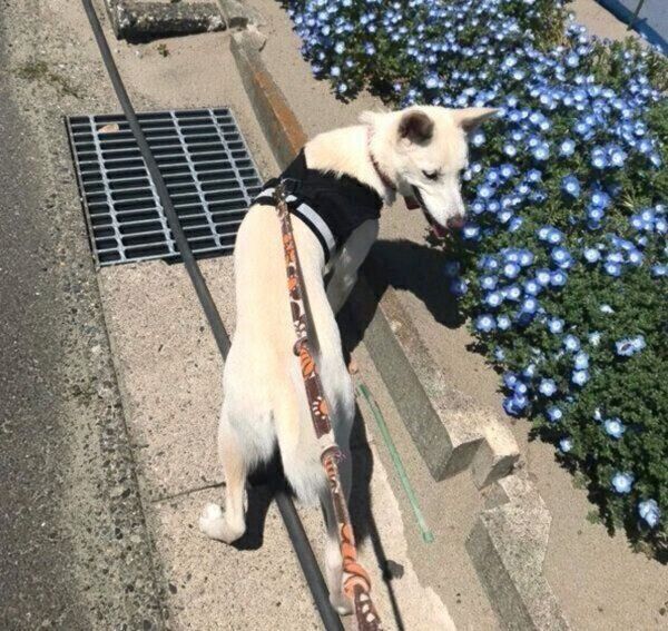 お散歩をするハクちゃん