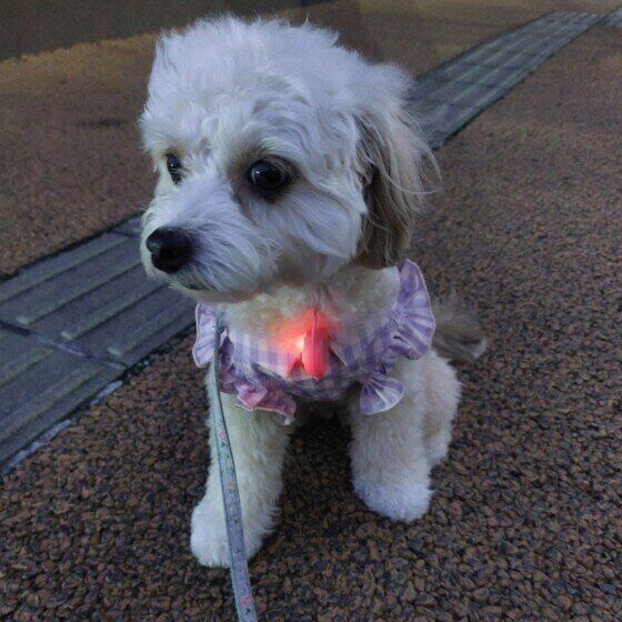 Ｍｉｘ（雑種）小型犬　夜のお散歩