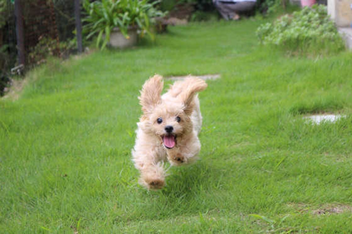 犬の毒リスト 中毒や死の危険がある犬が誤食しがちなもの いぬのきもちweb Magazine 犬の毒リスト 中毒や死の危険がある犬が誤食しがちなもの いぬのきもちweb Magazine