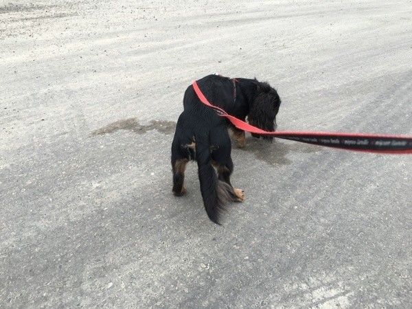 縄張り主張じゃない 知って驚く犬のオシッコ新常識と面白エピソード いぬのきもちweb Magazine