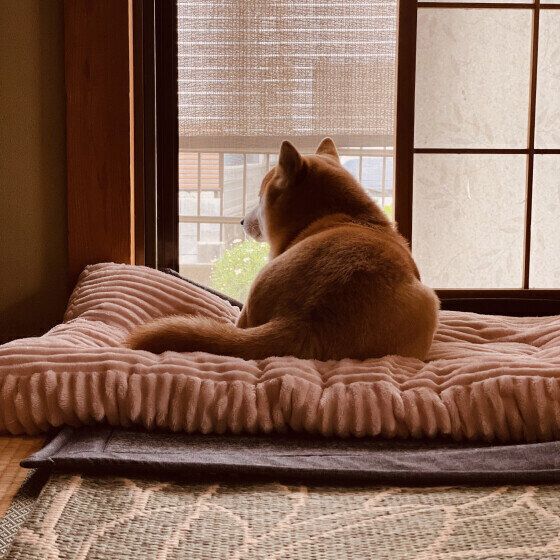 柴のペドロちゃん