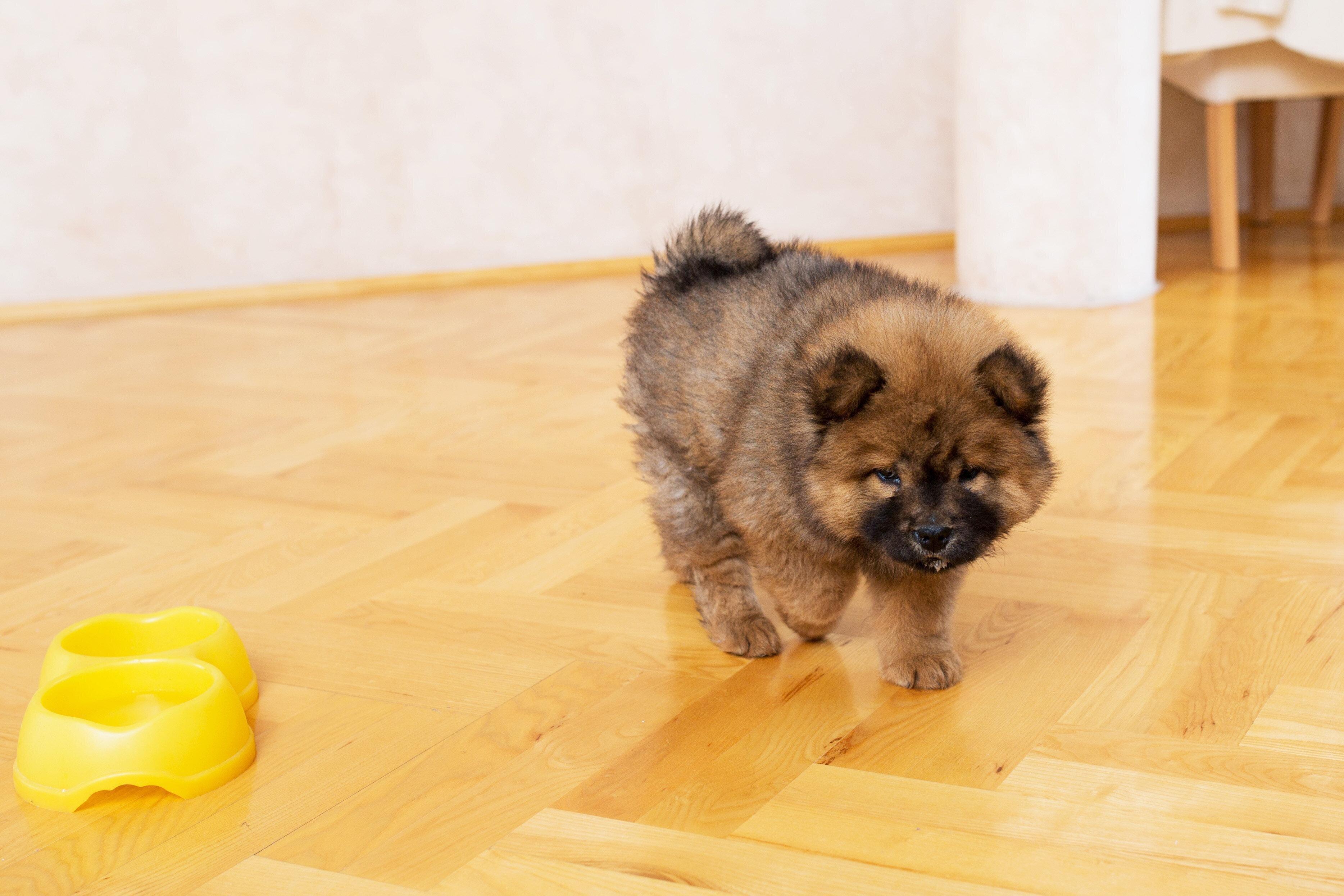 水を飲もうとする犬