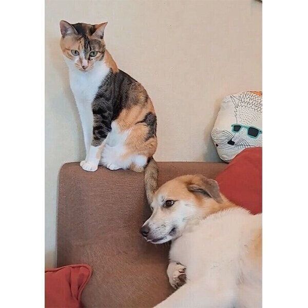 犬のコロちゃんをしっぽで寝かしつける猫のチコちゃん