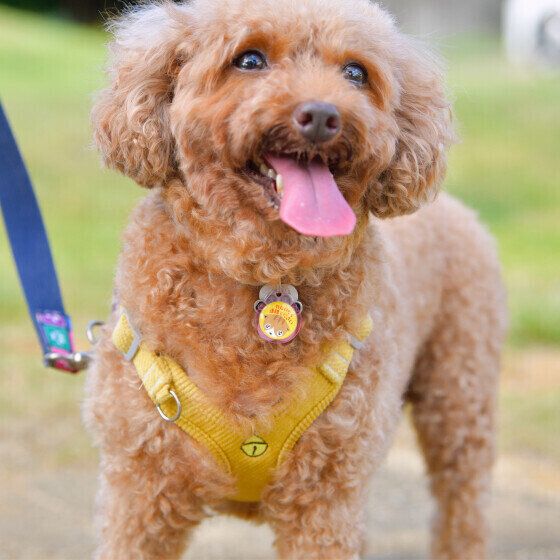 笑顔のトイ・プードル