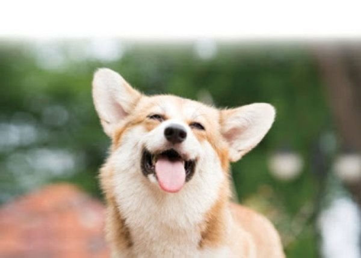 大切な愛犬の死後 飼い主さんに起こった 不思議な出来事 いぬのきもちweb Magazine 大切な愛犬の死後 飼い主さんに起こった 不思議な出来事 いぬのきもちweb Magazine