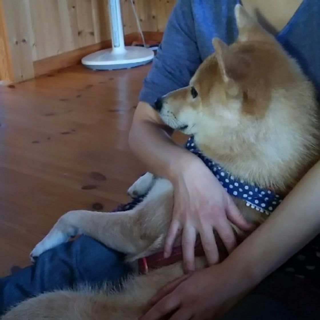 一緒に寝たがる 涙をなめてくてる 犬の愛らしいしぐさに隠された理由とは いぬのきもちweb Magazine 一緒に寝たがる 涙をなめてくてる 犬の愛らしいしぐさに隠された理由とは いぬのきもちweb Magazine