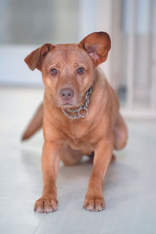 クリスマスに保護されたホーリーくん（推定７才）。預かりボラさんの急死により、大野さんのシェルターに