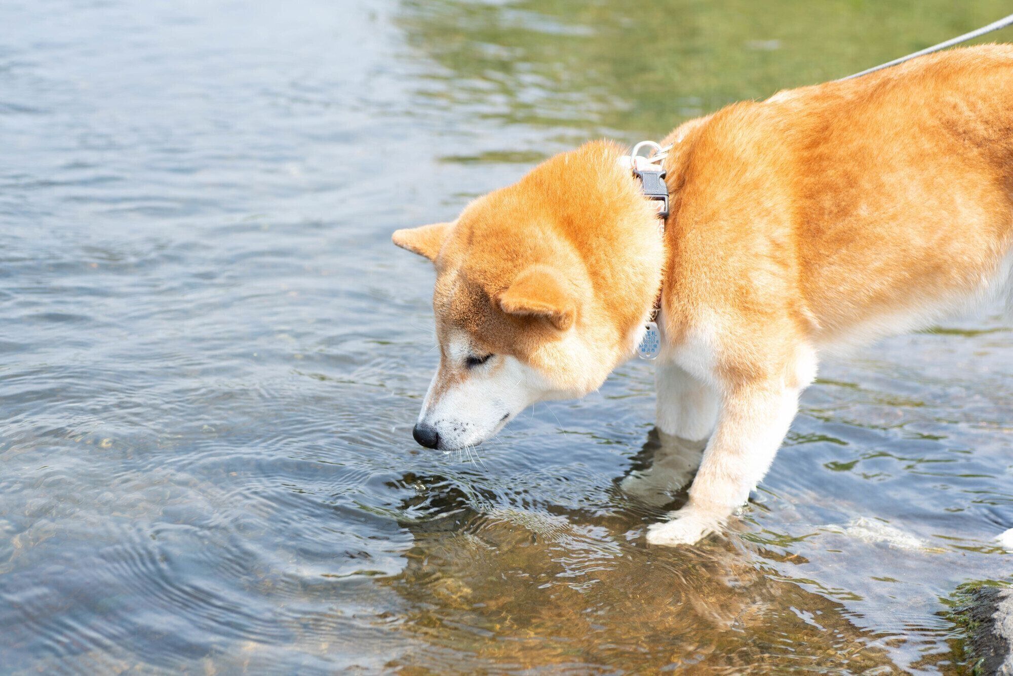 水辺に近づく柴犬
