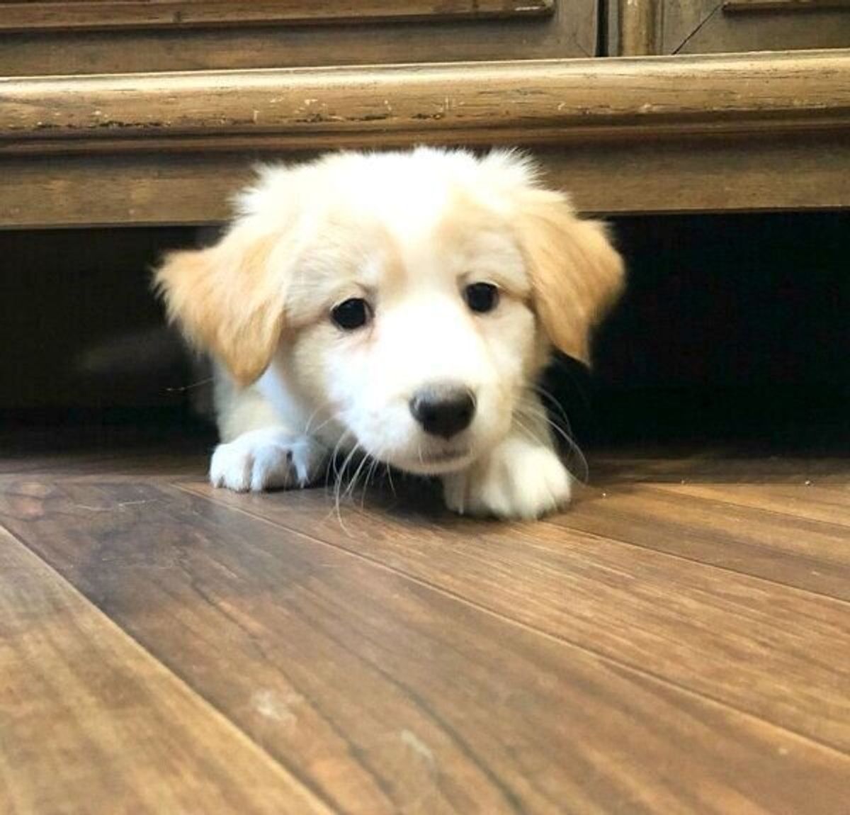 宮古島で生まれ 東京にやってきた保護子犬 今の飼い主と出会い 幸せに暮らす姿を追った いぬのきもちweb Magazine 宮古島で生まれ 東京にやってきた保護子犬 今の飼い主と出会い 幸せに暮らす姿を追った いぬのきもちweb Magazine