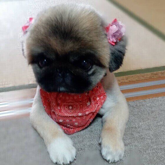 前足を出して伏せ、顔をあげているペキニーズ、耳にはピンクの花。首には赤いバンダナ