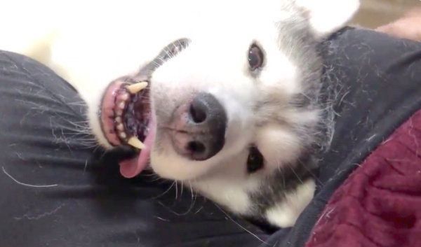 撫でられるシベリアン・ハスキーのシルビアちゃん