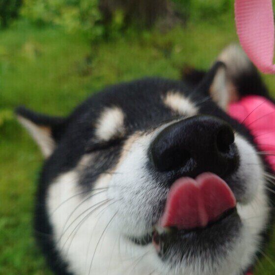 柴のモモちゃん