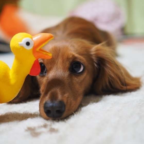 おもちゃを見つめるミニチュア・ダックスフンド