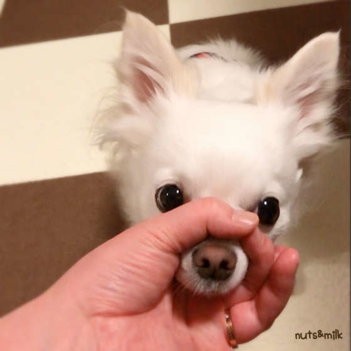 犬が好きな人にだけ見せる 好き好きサイン 4つとは いぬのきもちweb Magazine 犬が好きな人にだけ見せる 好き好きサイン 4つとは いぬのきもちweb Magazine