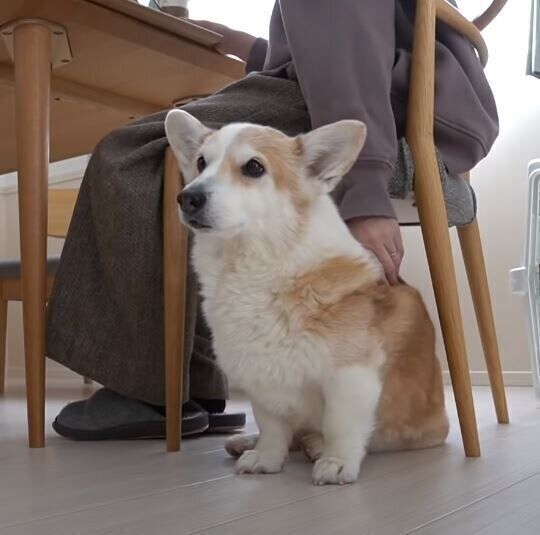 飼い主さんとコーギー