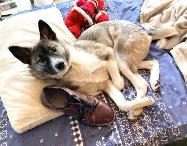 靴をベッドに持ってきてしまうととちゃん