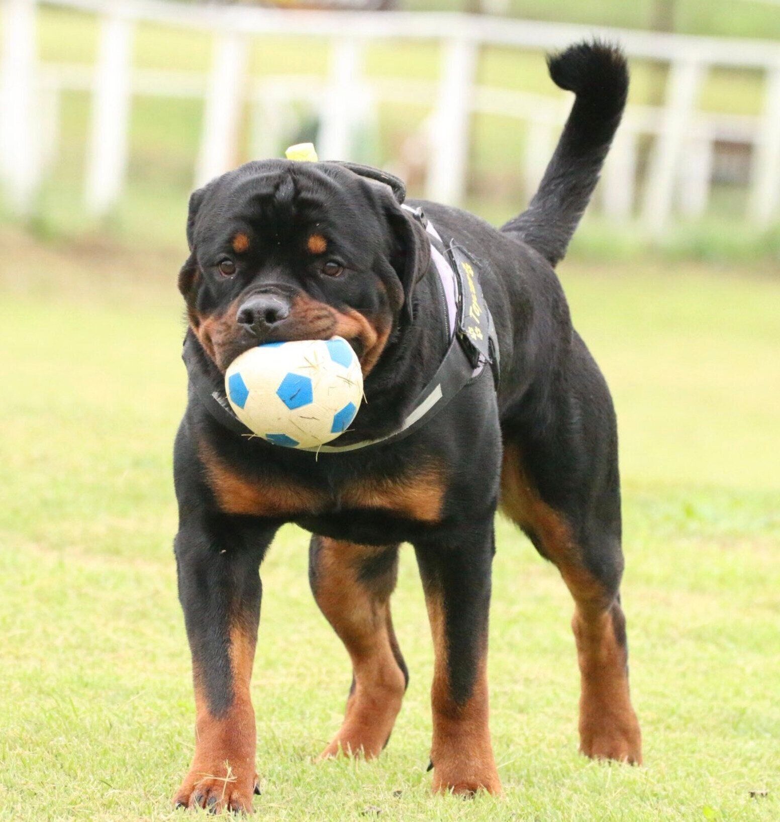 1才になったタイカンくん。