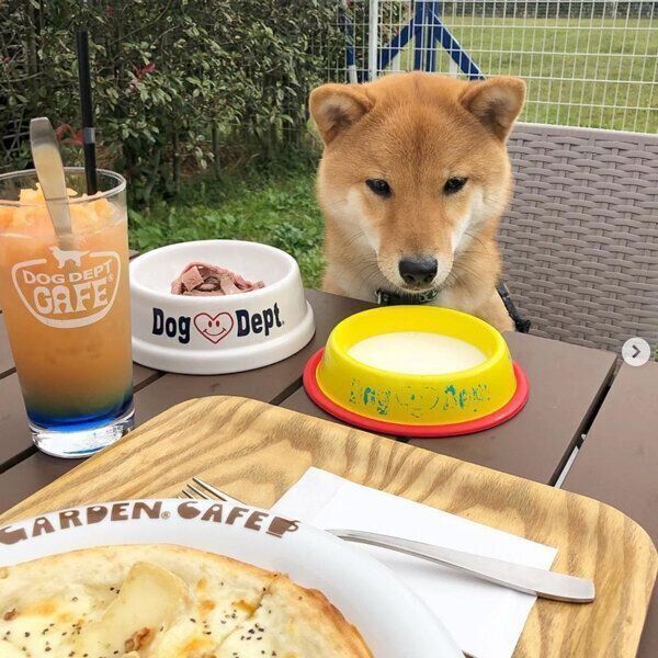 お外でごはんを食べるぽんたくん