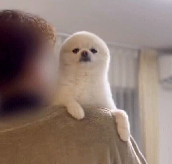 抱っこされるぽんちゃん
