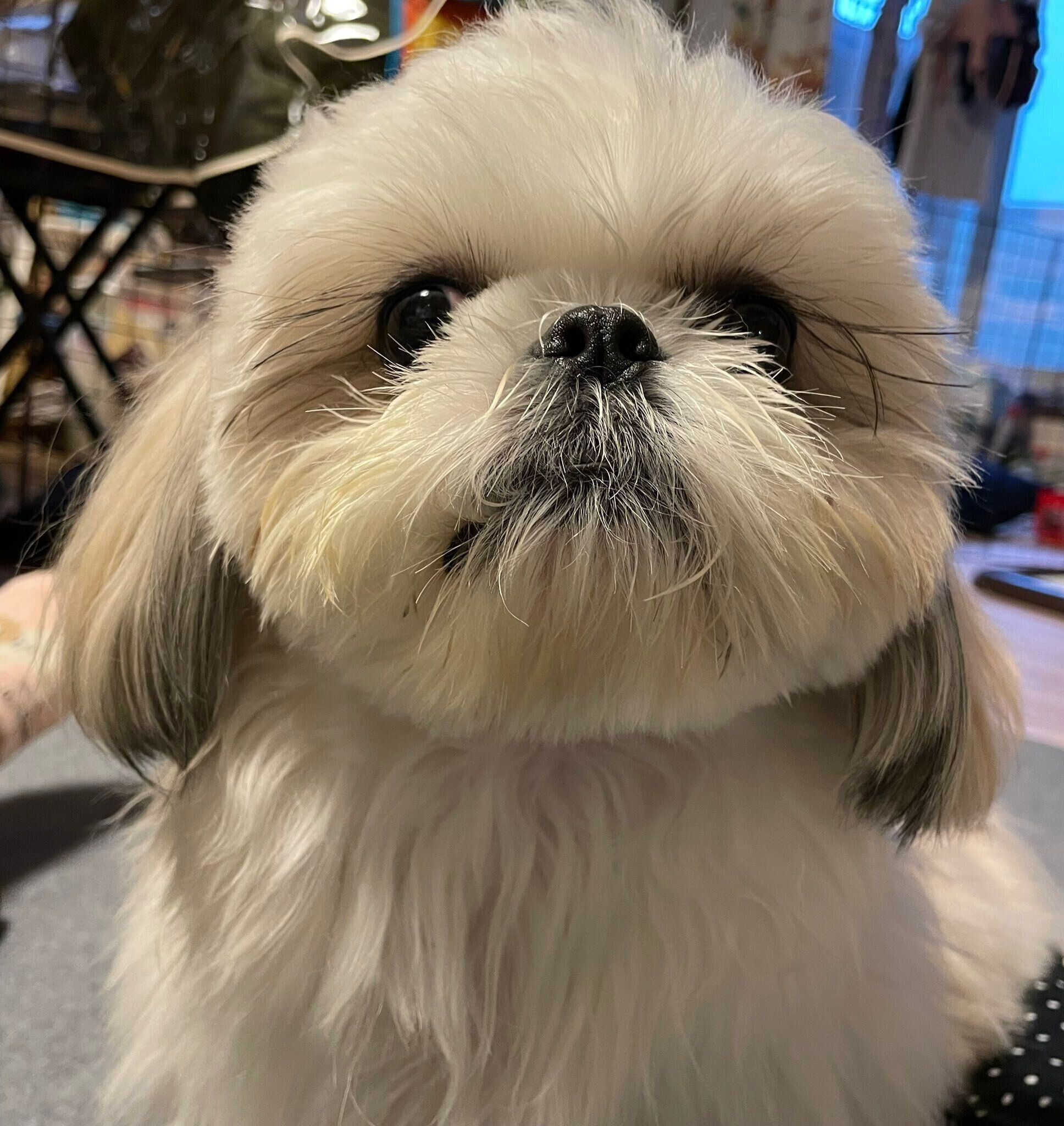 成長したシーズー（1才11ヵ月）