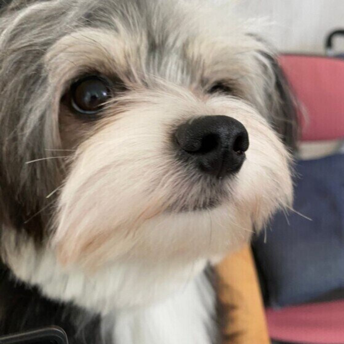 犬が自分の鼻をなめる理由 頻繁になめる際の注意点とは いぬのきもちweb Magazine 犬が自分の鼻をなめる理由 頻繁になめる際の注意点とは いぬのきもちweb Magazine