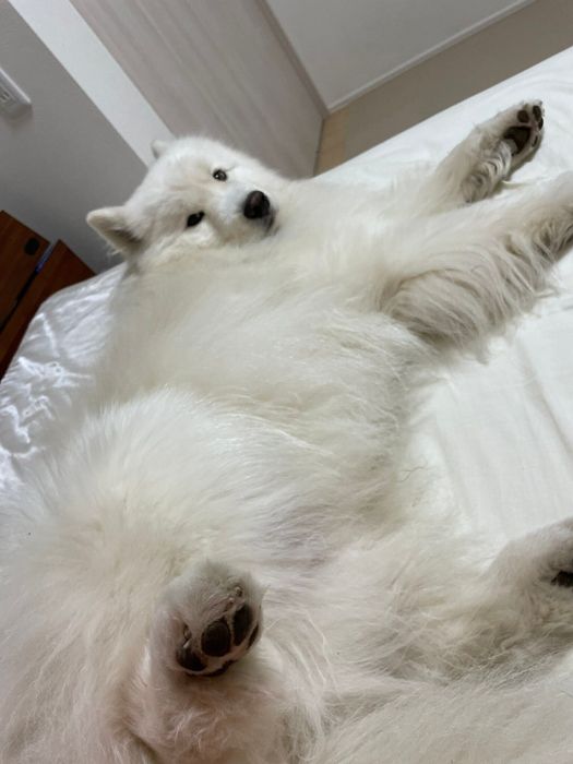 「僕ねんねする」という投稿からの1枚