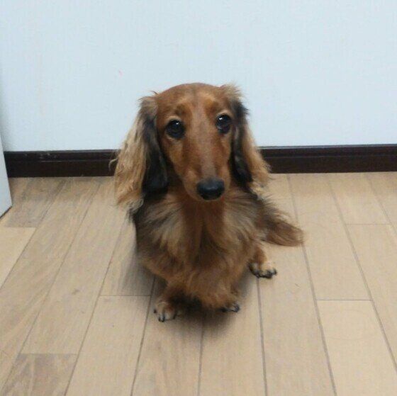 アン  ミニチュア・ダックスフンド カメラ向けたら目線をそらすワンコ