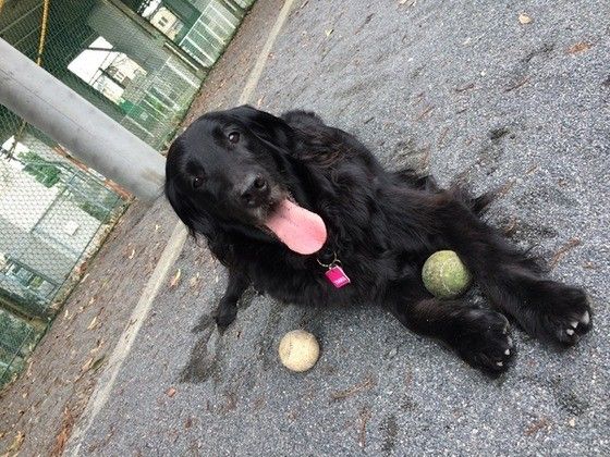 13才のフラットコーテッド・レトリーバー