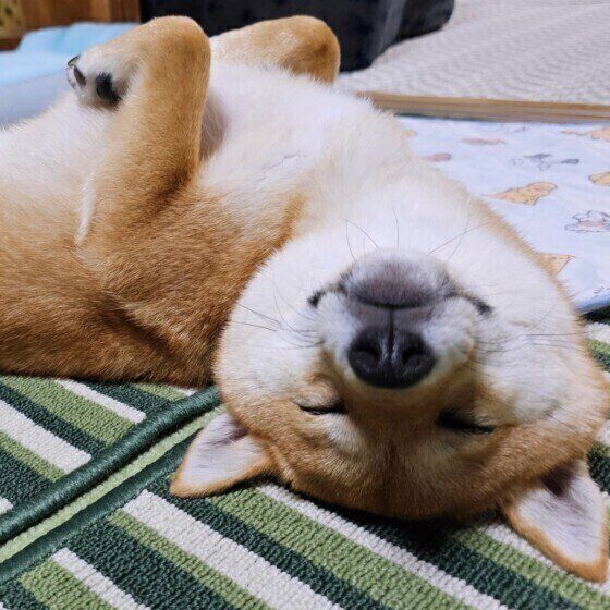 犬のおへそ周りの膨らみは「でべそ」？ 犬の臍ヘルニアとは いぬのきもち