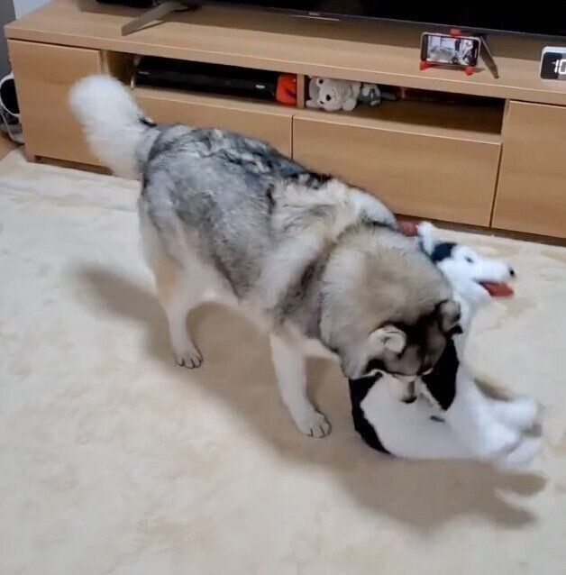 ぬいぐるみを振り回すノンノちゃん