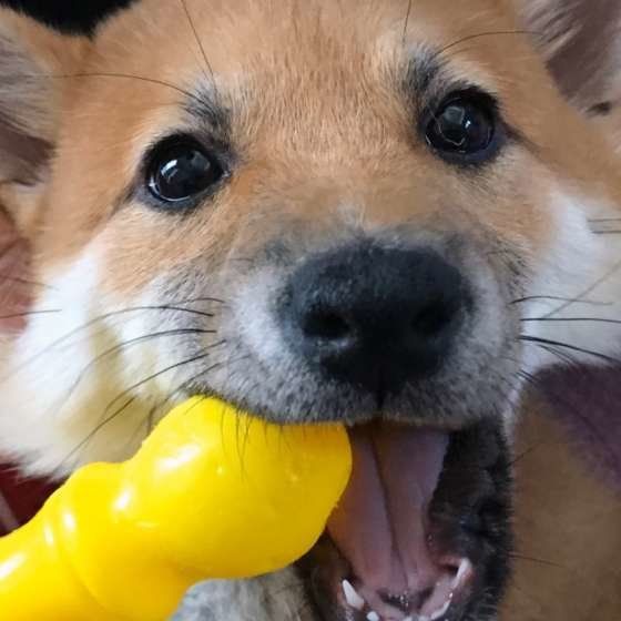 おもちゃを噛む柴犬