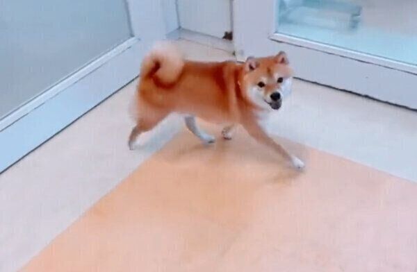 苦手なシャンプーを頑張った犬 トリミングサロンのお姉さんに 褒めて とアピールする様子が愛おしすぎた いぬのきもちweb Magazine