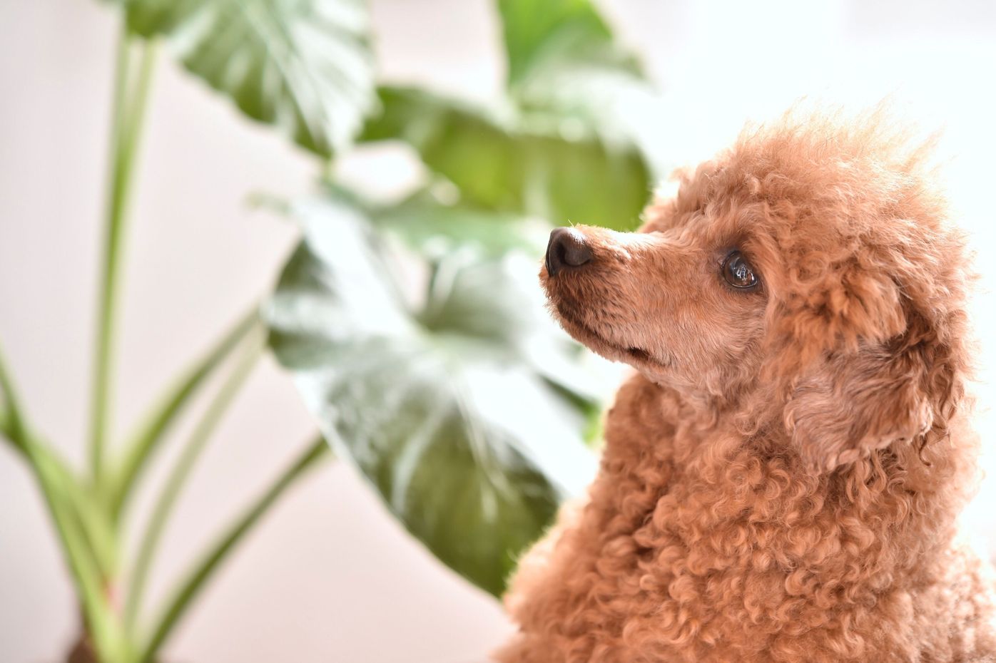 Pr 家族にも犬にもやさしい無香料 無添加で洗浄力も ヤシノミ洗たく洗剤 柔軟剤 豪華3点セットを100名様にプレゼント いぬのきもちweb Magazine Pr 家族にも犬にもやさしい無香料 無添加で洗浄力も ヤシノミ洗たく洗剤 柔軟剤 豪華3点セットを100名様にプレゼント いぬのきもちweb Magazine