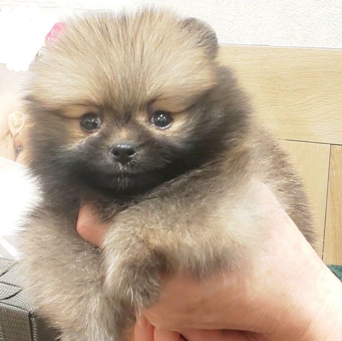 くるみちゃんと初対面したときの様子