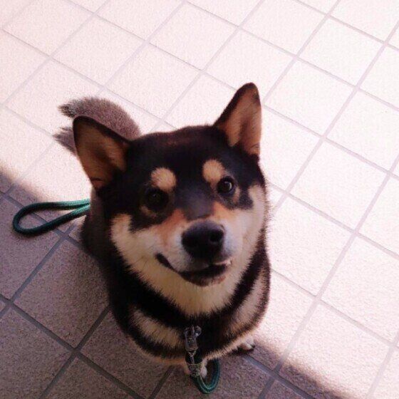 柴のもも太ちゃん