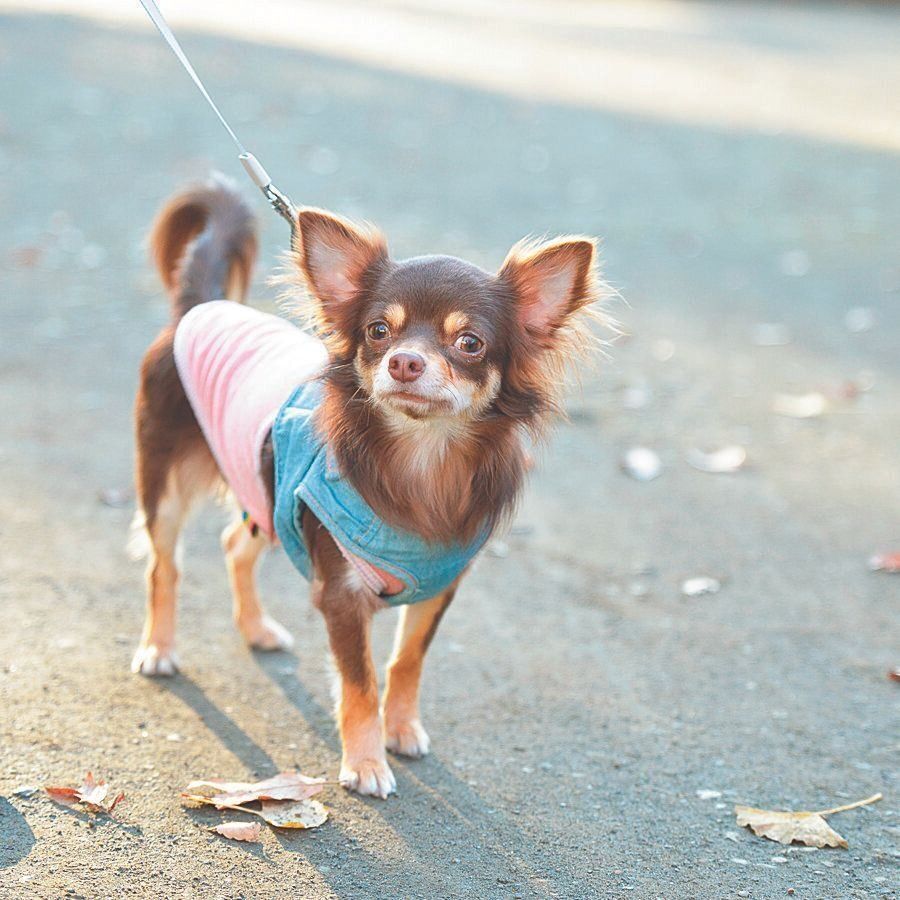 子犬のころから、疾患が原因のためか、まっすぐ歩くことが苦手なタルトくん。安全を考えて、歩かせるのは公園内に限定