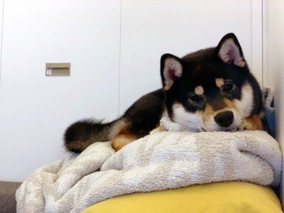 布団の上でくつろぐ柴