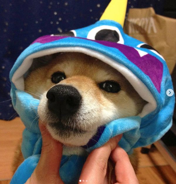 被り物をかぶる柴犬