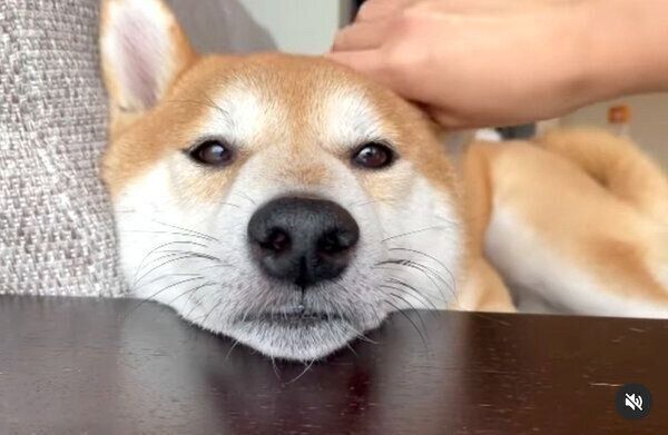 嬉しさを隠しきれず、しっぽを振るこたろうくん