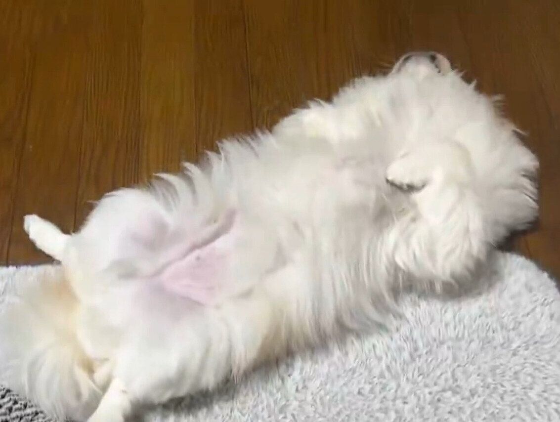 なでてもらうのを待つみろくん