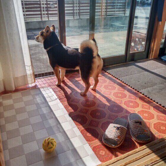 窓の外を見るMIXのそらちゃん