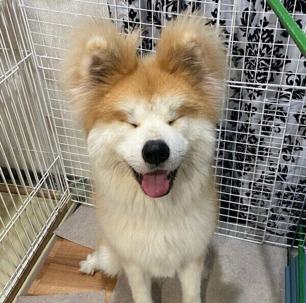 笑顔が可愛いボブくん