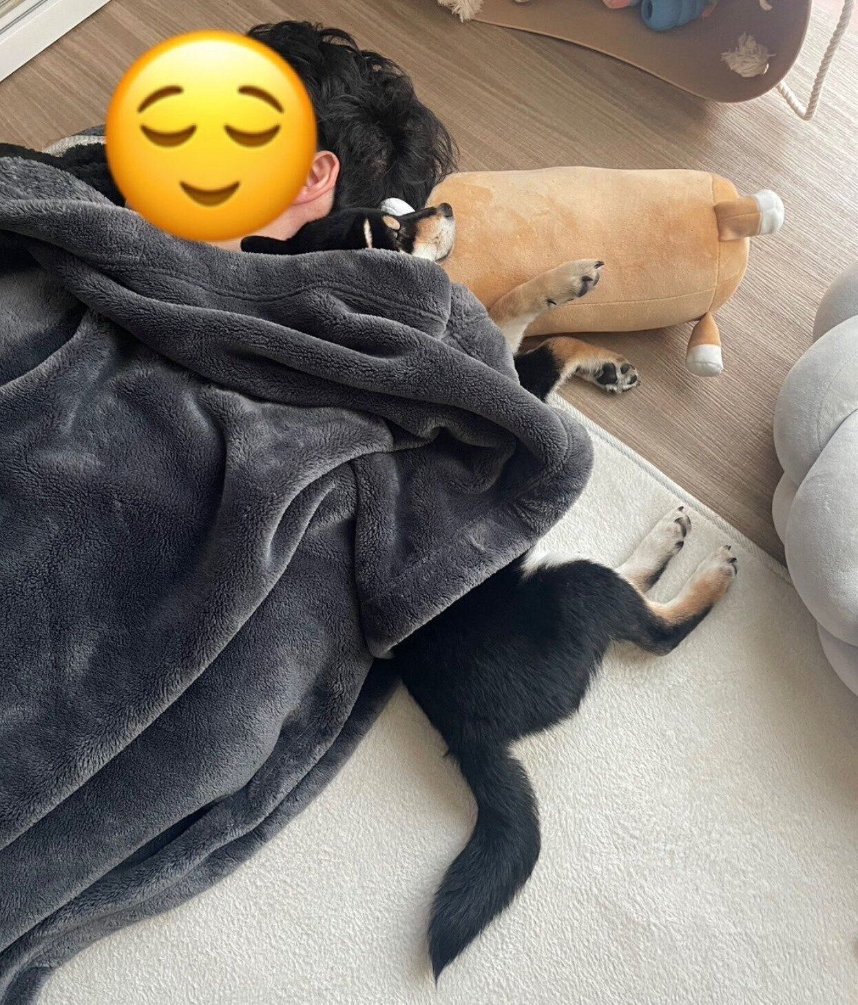 飼い主さんと昼寝をするむくげちゃん