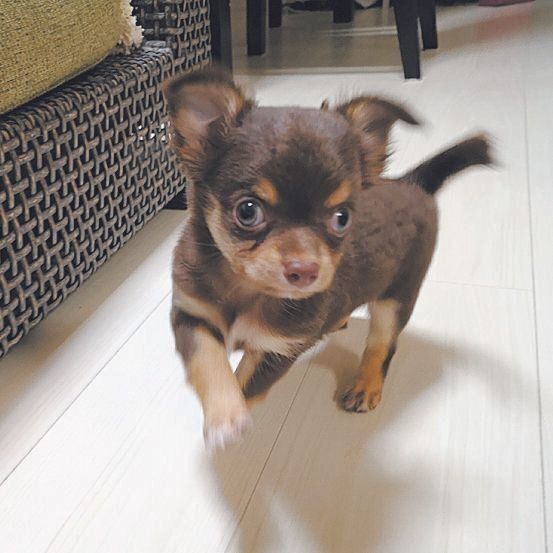 相原睦実さんの家に迎えられた生後2カ月頃のタルトくん（オス・１才／3.7kg／チワワ／内弁慶）（写真提供／相原さん）