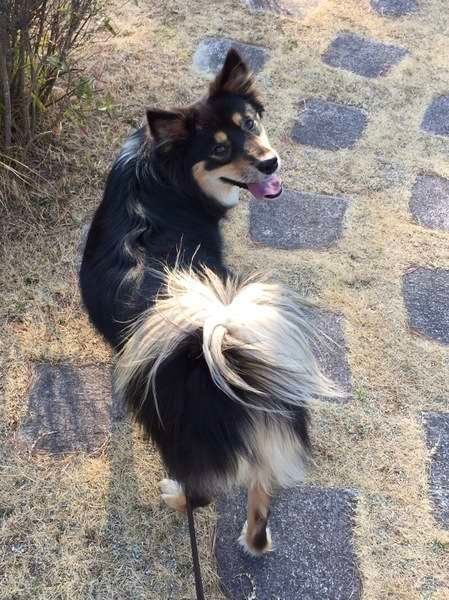 MIXのモカちゃん