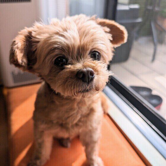 犬がご飯を食べないのにおやつを食べたがる？ 犬がご飯を食べない理由と対処法 いぬのきもち