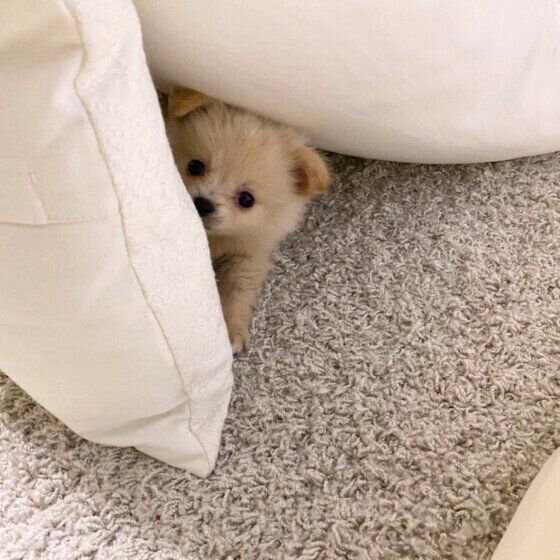 隠れる小型犬